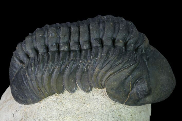 Detailed, Reedops Trilobite - Atchana, Morocco #165927